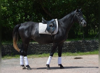 Trakehner, Wallach, 4 Jahre, 162 cm, Rappschimmel