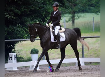 Trakehner, Wallach, 4 Jahre, 162 cm, Rappschimmel