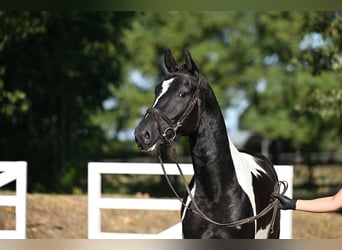 Trakehner, Wallach, 4 Jahre, 162 cm, Schecke