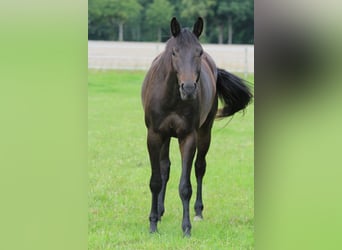 Trakehner, Wallach, 4 Jahre, 163 cm, Dunkelbrauner