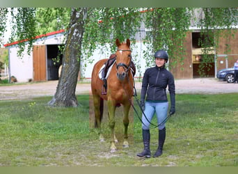 Trakehner, Wallach, 4 Jahre, 163 cm, Fuchs