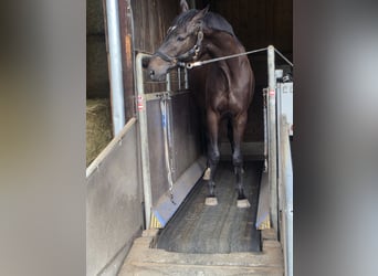 Trakehner, Wallach, 4 Jahre, 163 cm, Schwarzbrauner