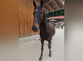 Trakehner, Wallach, 4 Jahre, 163 cm, Schwarzbrauner