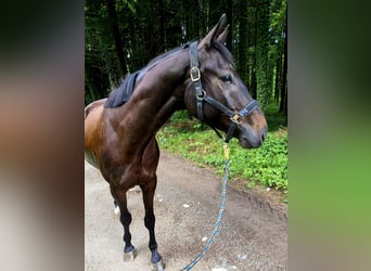 Trakehner, Wallach, 4 Jahre, 163 cm, Schwarzbrauner