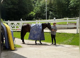Trakehner, Wallach, 4 Jahre, 163 cm, Schwarzbrauner