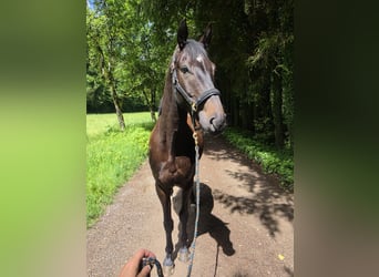 Trakehner, Wallach, 4 Jahre, 163 cm, Schwarzbrauner