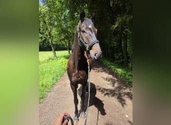 Trakehner, Wallach, 4 Jahre, 163 cm, Schwarzbrauner