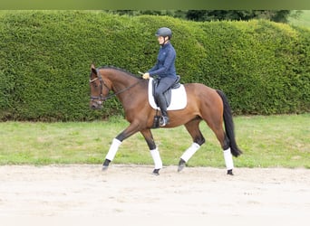 Trakehner, Wallach, 4 Jahre, 164 cm, Brauner