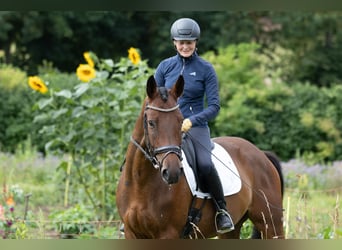 Trakehner, Wallach, 4 Jahre, 164 cm, Brauner
