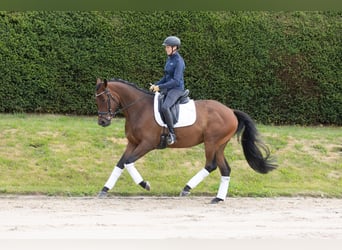 Trakehner, Wallach, 4 Jahre, 164 cm, Brauner