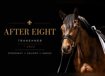 Trakehner, Wallach, 4 Jahre, 164 cm, Dunkelbrauner