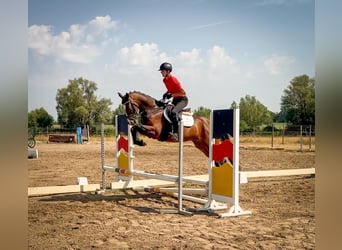 Trakehner, Wallach, 4 Jahre, 164 cm, Dunkelbrauner