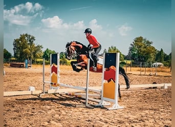 Trakehner, Wallach, 4 Jahre, 164 cm, Dunkelbrauner
