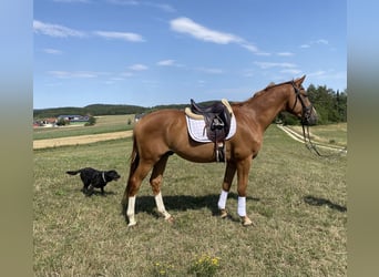 Trakehner, Wallach, 4 Jahre, 164 cm, Fuchs