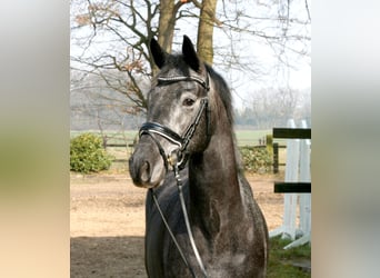 Trakehner, Wallach, 4 Jahre, 164 cm, Schimmel