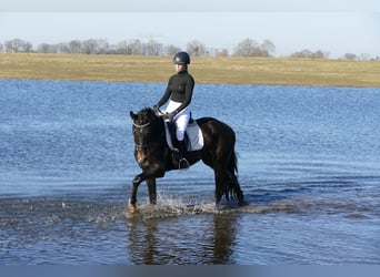 Trakehner, Wallach, 4 Jahre, 164 cm, Schwarzbrauner
