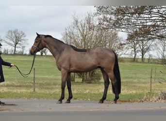 Trakehner, Wallach, 4 Jahre, 165 cm, Brauner
