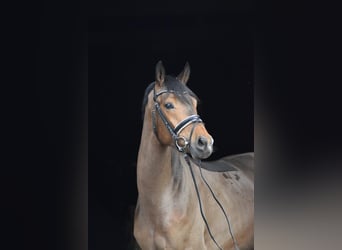 Trakehner, Wallach, 4 Jahre, 165 cm, Brauner