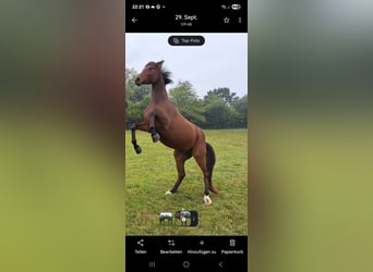 Trakehner, Wallach, 4 Jahre, 165 cm, Brauner