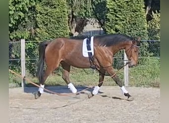 Trakehner, Wallach, 4 Jahre, 165 cm