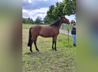Trakehner, Wallach, 4 Jahre, 165 cm