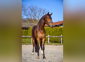 Trakehner, Wallach, 4 Jahre, 165 cm, Dunkelbrauner
