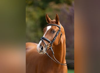 Trakehner, Wallach, 4 Jahre, 165 cm, Fuchs