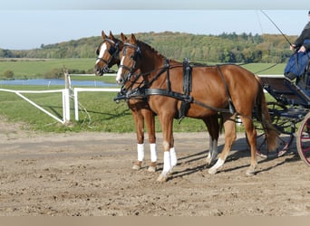 Trakehner, Wallach, 4 Jahre, 165 cm, Fuchs