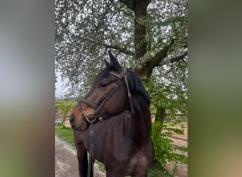 Trakehner, Wallach, 4 Jahre, 166 cm, Brauner