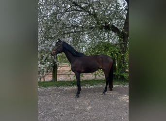 Trakehner, Wallach, 4 Jahre, 166 cm, Brauner