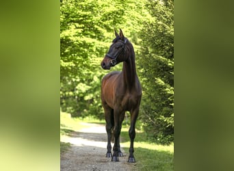 Trakehner, Wallach, 4 Jahre, 166 cm, Dunkelbrauner