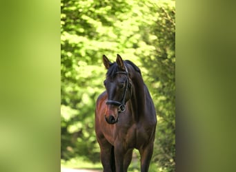 Trakehner, Wallach, 4 Jahre, 166 cm, Dunkelbrauner