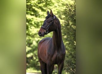 Trakehner, Wallach, 4 Jahre, 166 cm, Dunkelbrauner