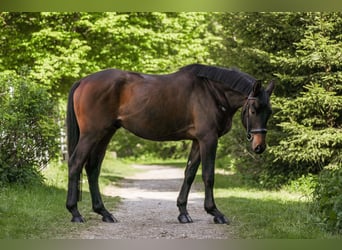 Trakehner, Wallach, 4 Jahre, 166 cm, Dunkelbrauner