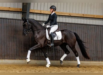 Trakehner, Wallach, 4 Jahre, 166 cm, Rappe