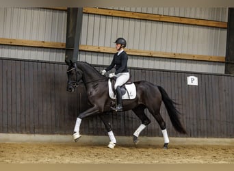 Trakehner, Wallach, 4 Jahre, 166 cm, Rappe