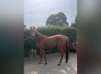 Trakehner, Wallach, 4 Jahre, 166 cm, Rotfuchs