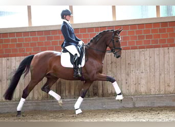 Trakehner, Wallach, 4 Jahre, 167 cm, Brauner