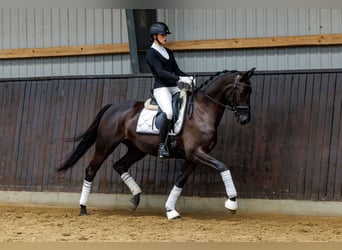 Trakehner, Wallach, 4 Jahre, 167 cm, Dunkelbrauner