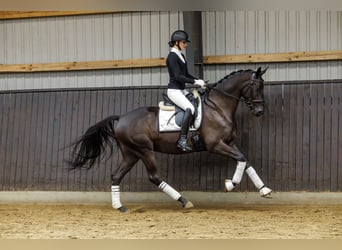 Trakehner, Wallach, 4 Jahre, 167 cm, Dunkelbrauner