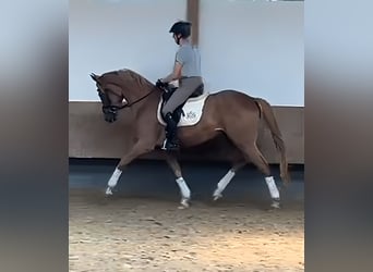 Trakehner, Wallach, 4 Jahre, 167 cm, Falbe