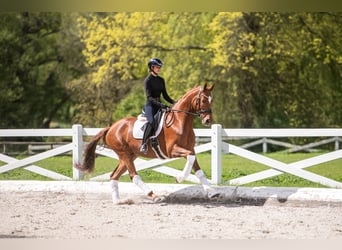 Trakehner, Wallach, 4 Jahre, 167 cm, Fuchs