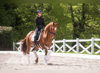 Trakehner, Wallach, 4 Jahre, 167 cm, Fuchs