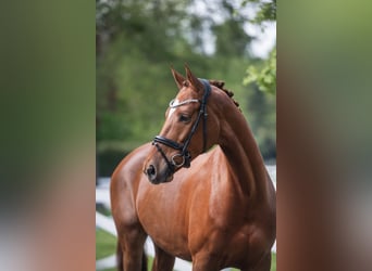 Trakehner, Wallach, 4 Jahre, 167 cm, Fuchs