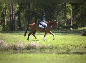 Trakehner, Wallach, 4 Jahre, 167 cm, Fuchs