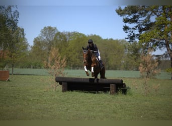 Trakehner, Wallach, 4 Jahre, 167 cm, Fuchs