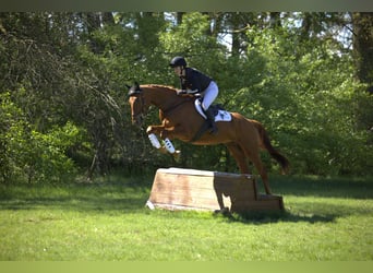 Trakehner, Wallach, 4 Jahre, 167 cm, Fuchs