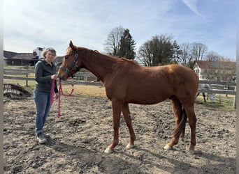 Trakehner, Wallach, 4 Jahre, 167 cm, Fuchs