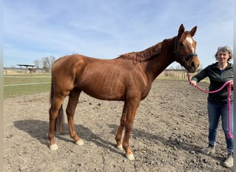 Trakehner, Wallach, 4 Jahre, 167 cm, Fuchs