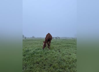 Trakehner, Wallach, 4 Jahre, 167 cm, Fuchs